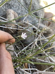 Stephanomeria