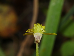 Ranunculus reflexus