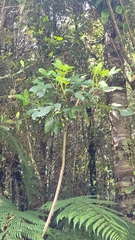 Pseudopanax colensoi