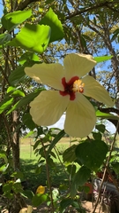 Hibiscus rosa-sinensis