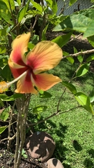 Hibiscus rosa-sinensis