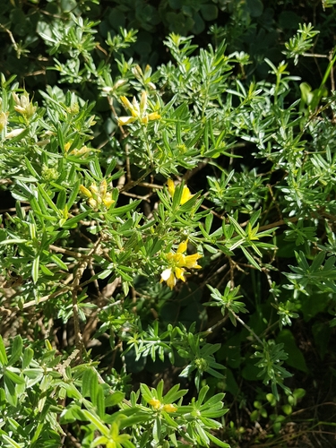 Genista linifolia subsp. pallida image