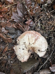 Agaricus moelleri