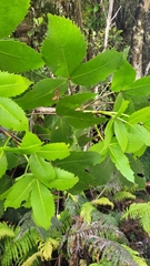 Pseudopanax colensoi