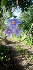 Thunbergia laurifolia