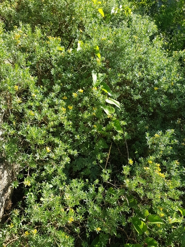 Genista linifolia image