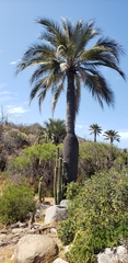 Jubaea chilensis