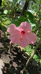 Hibiscus rosa-sinensis