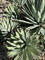 Agave macroacantha