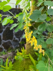 Crotalaria pallida