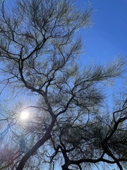 Parkinsonia microphylla