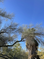 Parkinsonia microphylla