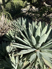 Agave macroacantha