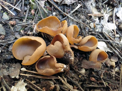 Otidea subformicarum