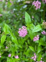 Pentas lanceolata
