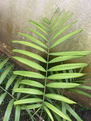 Dypsis lutescens