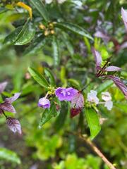 Brunfelsia pauciflora