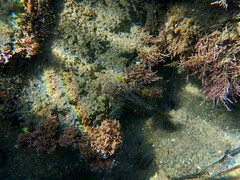 Hypsoblennius gentilis