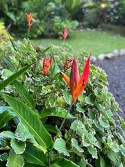 Heliconia psittacorum