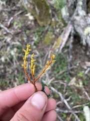 Misodendrum punctulatum