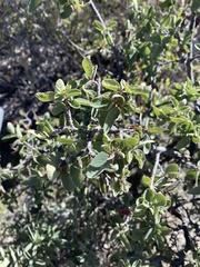 Karwinskia humboldtiana