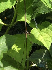 Micrathena sexspinosa