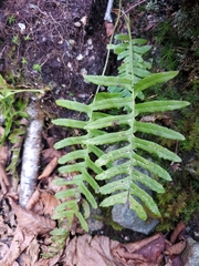 Polypodium virginianum