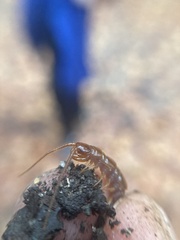 Lithobius forficatus