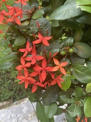 Ixora coccinea
