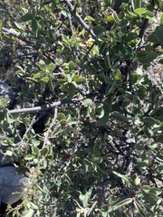 Karwinskia humboldtiana