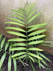 Dypsis lutescens