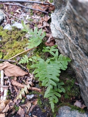 Polypodium virginianum