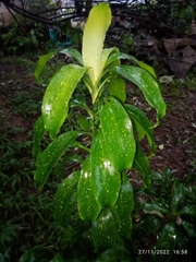 Costus pulverulentus