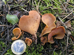 Otidea subformicarum