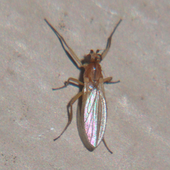 Lonchoptera bifurcata