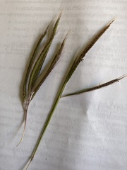 Dichanthium aristatum