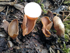 Otidea subformicarum