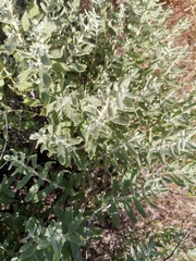 Buddleja scordioides