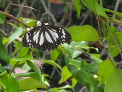 Danaus affinis