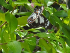 Danaus affinis