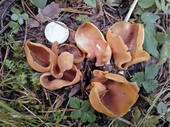 Otidea subformicarum