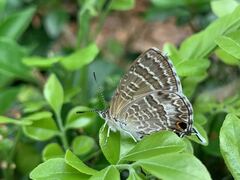 Theclinesthes onycha