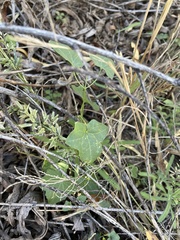 Maurandya antirrhiniflora
