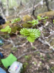 Nothofagus pumilio