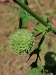 Hyptis capitata