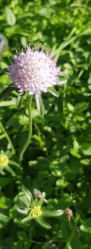 Caprifoliaceae image