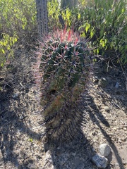 Ferocactus recurvus