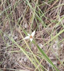 Rhynchospora colorata