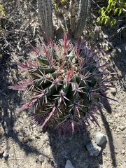 Ferocactus recurvus
