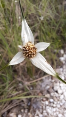 Rhynchospora colorata